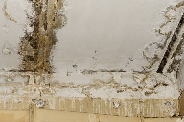 Why You Should Choose Our Mold Remediation Services in Parsons, WV